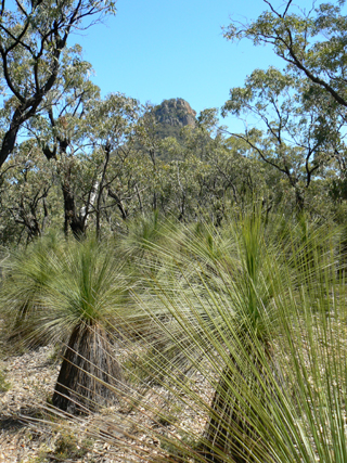  - Grevillea Ridge